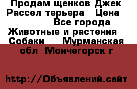 Продам щенков Джек Рассел терьера › Цена ­ 25 000 - Все города Животные и растения » Собаки   . Мурманская обл.,Мончегорск г.